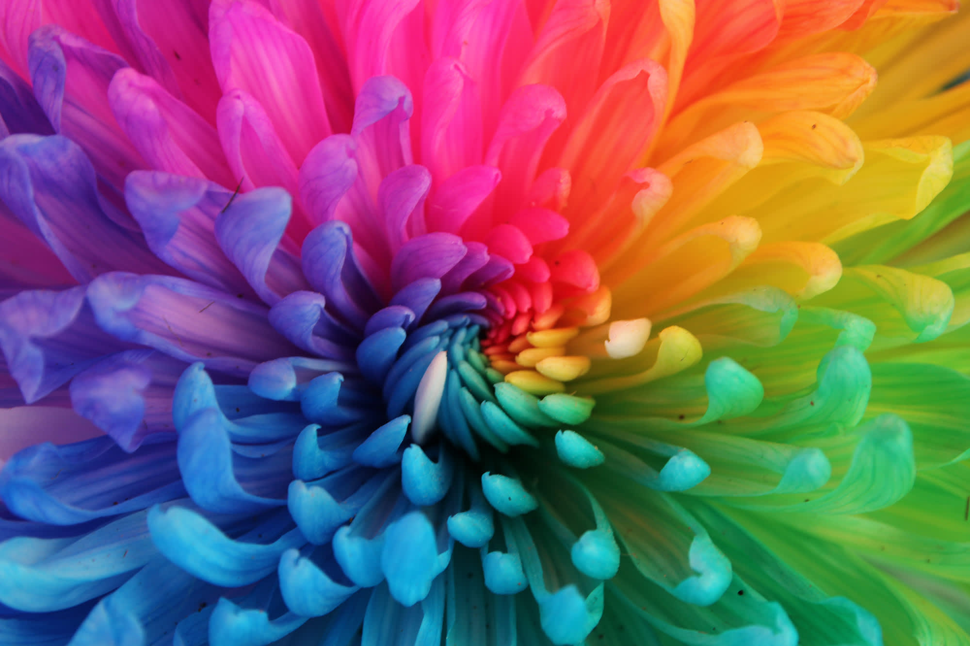 Five Flowers to Celebrate Pride Month