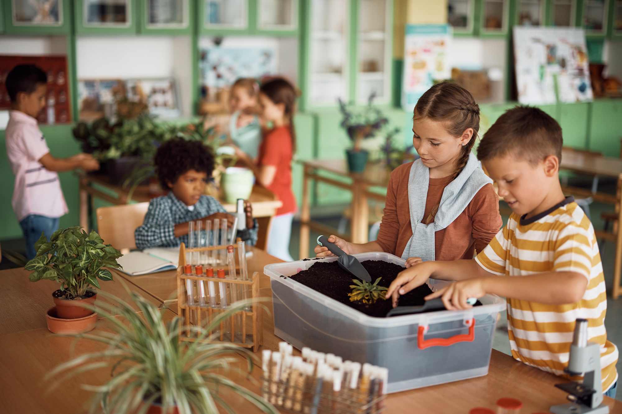 Six Plants That Thrive in the Classroom Environment
