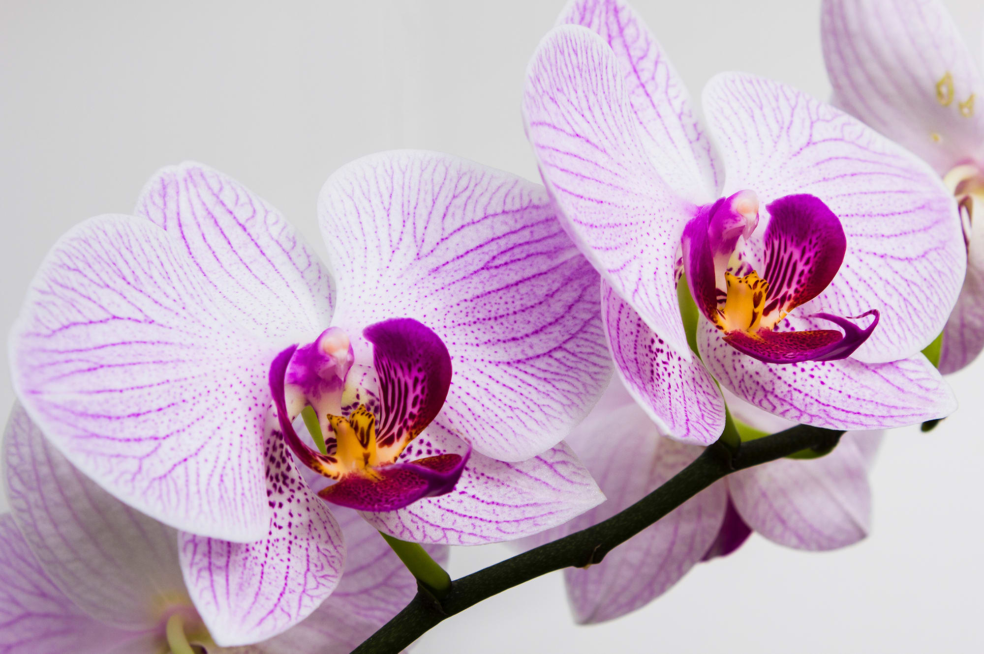 A Guide to the Best Flowers for Allergy Sufferers