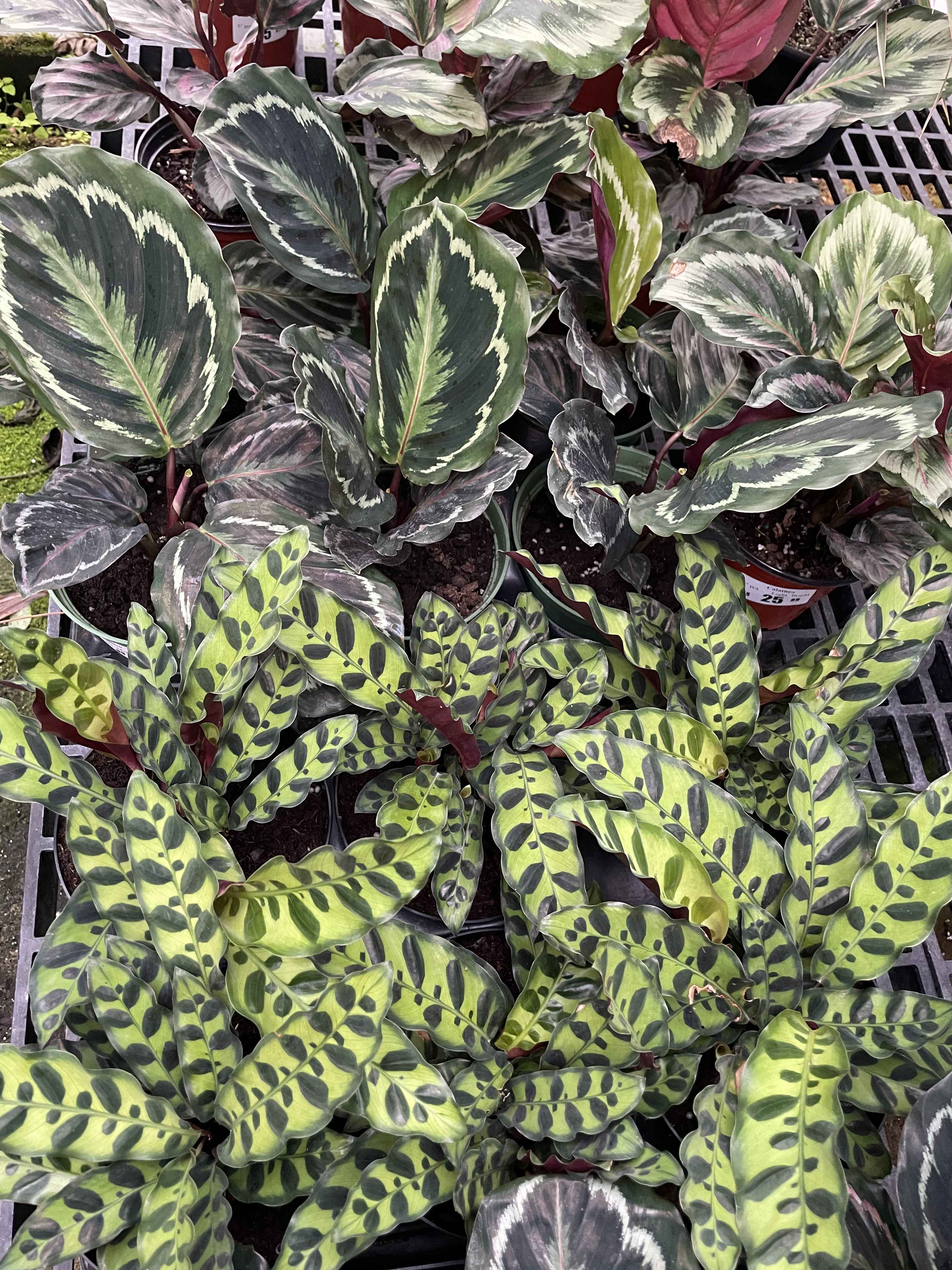 New selection of interesting plants