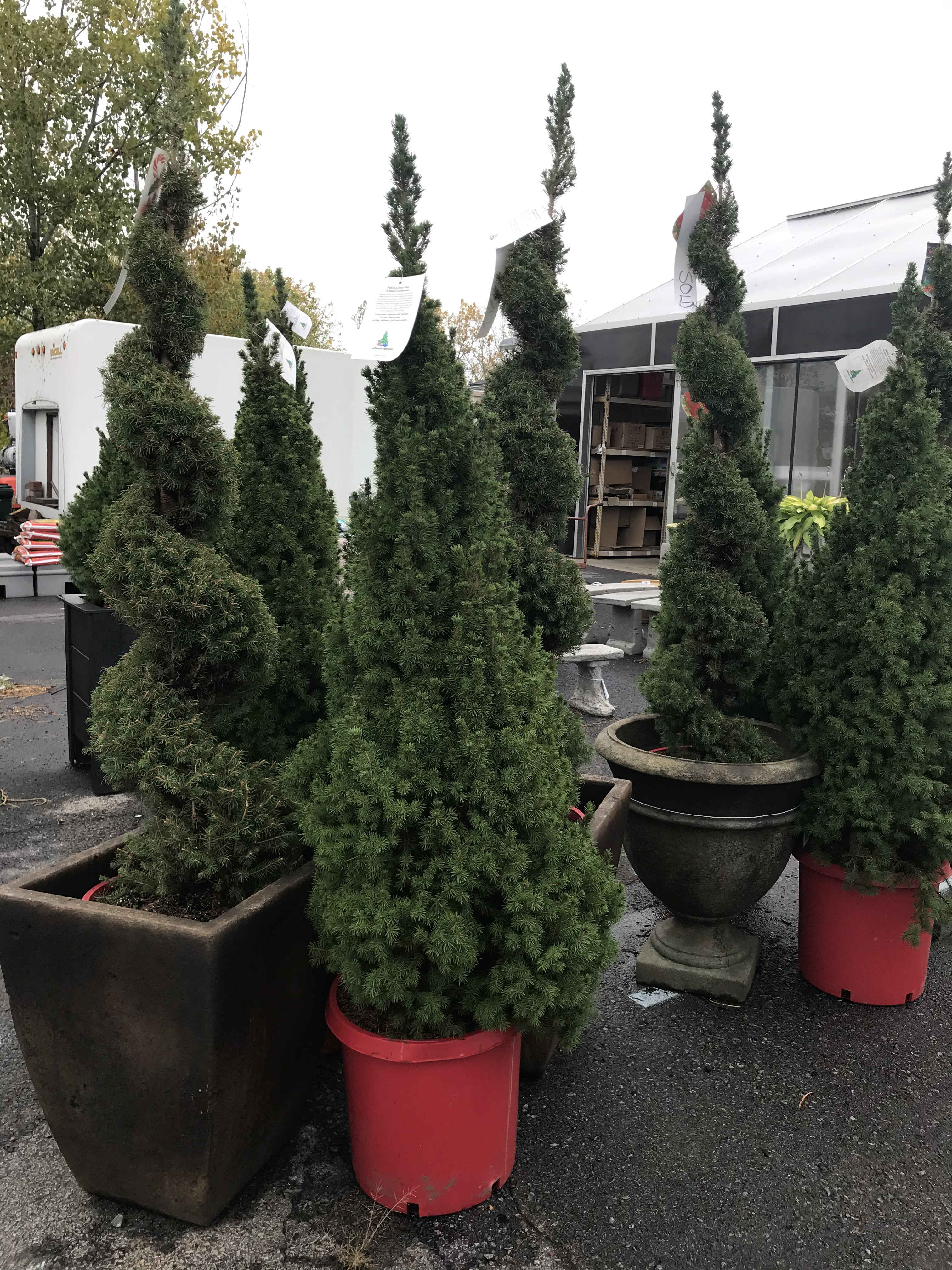 Interesting Evergreens and indoor plants.