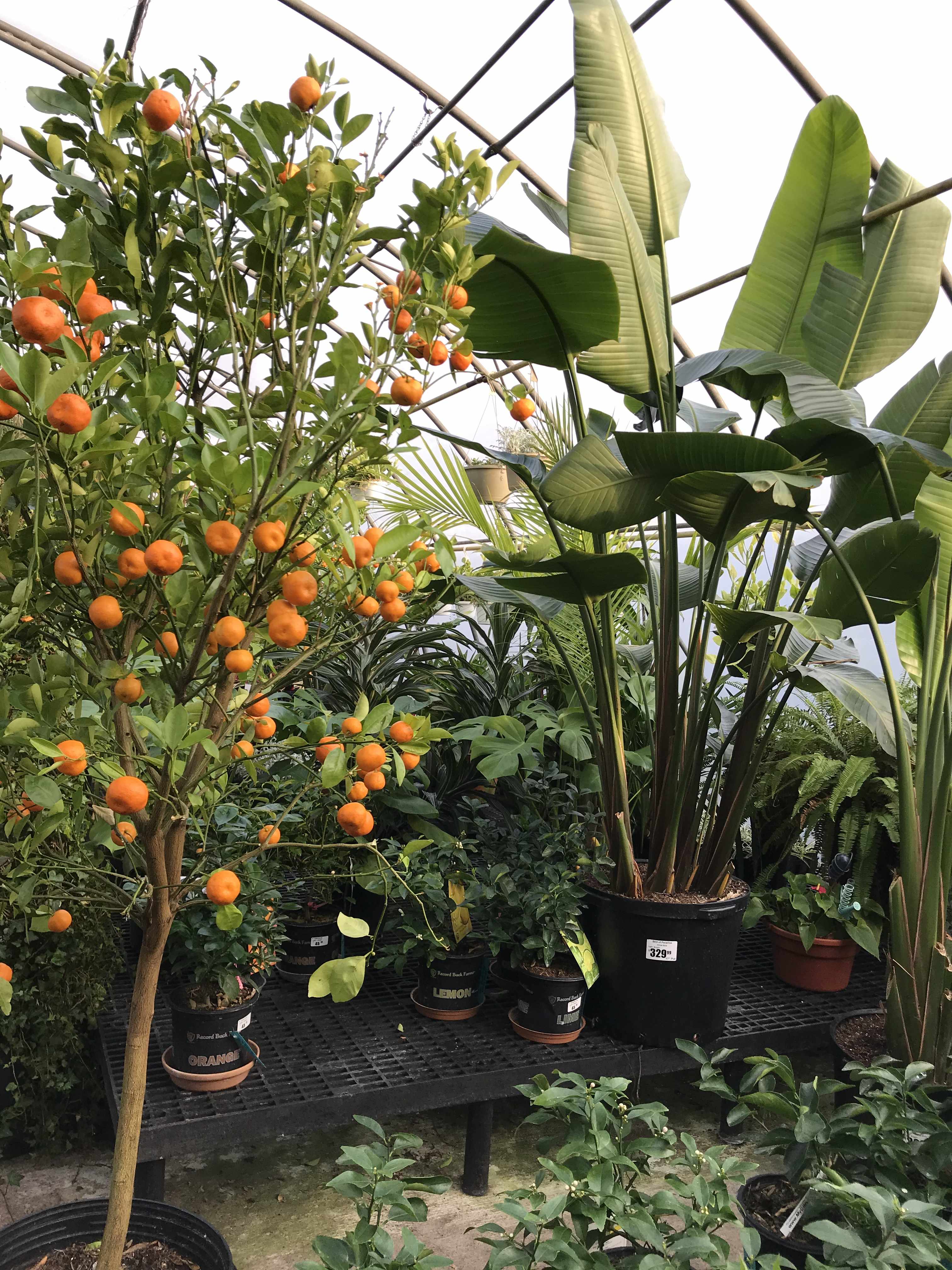 Rental Plants and Trees