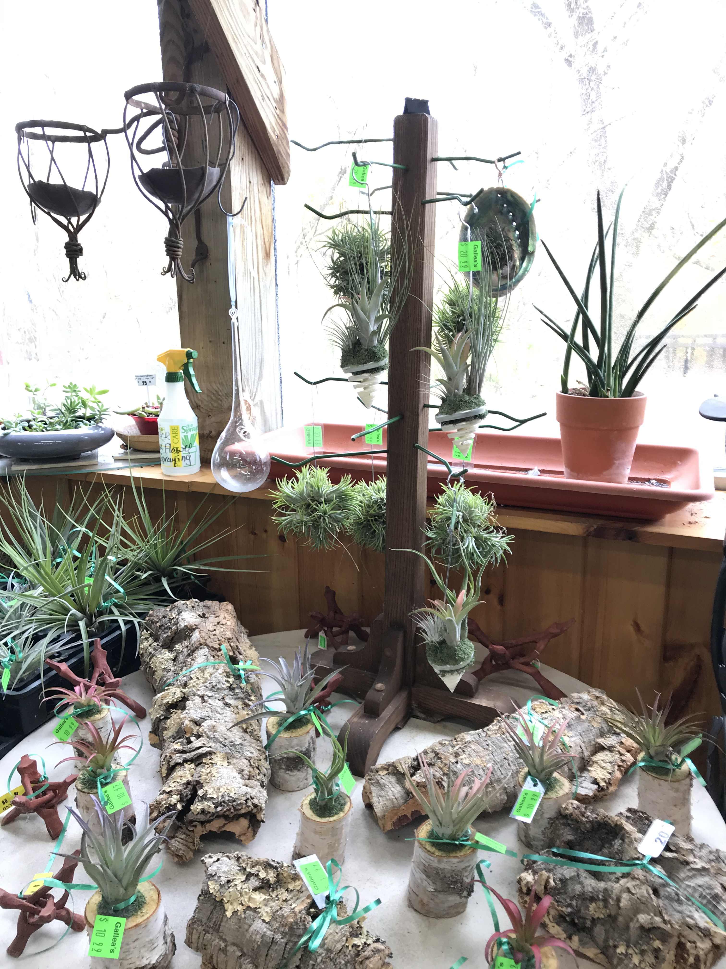 Air plants.....Huge Variety.