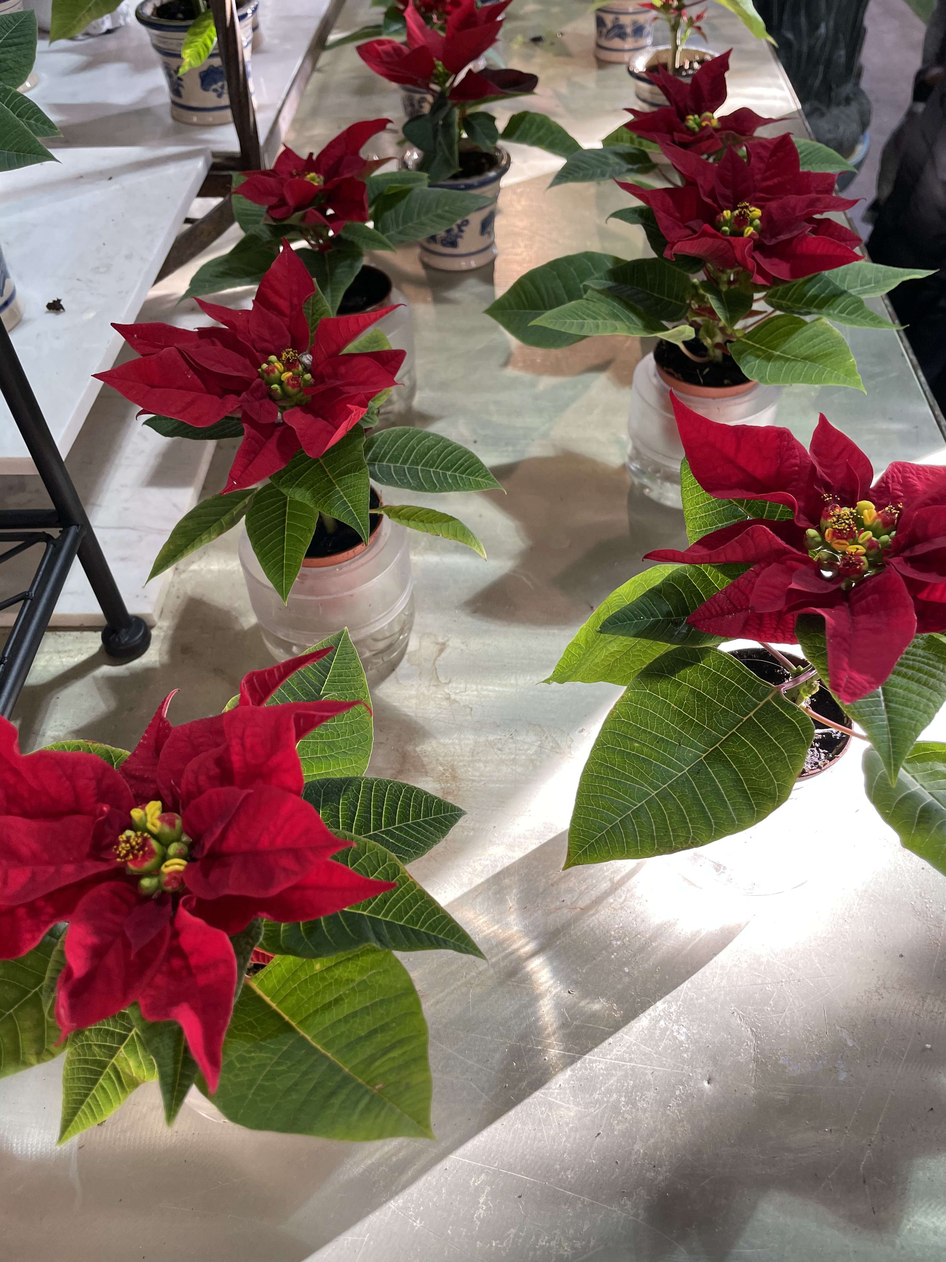 Mini Poinsettias