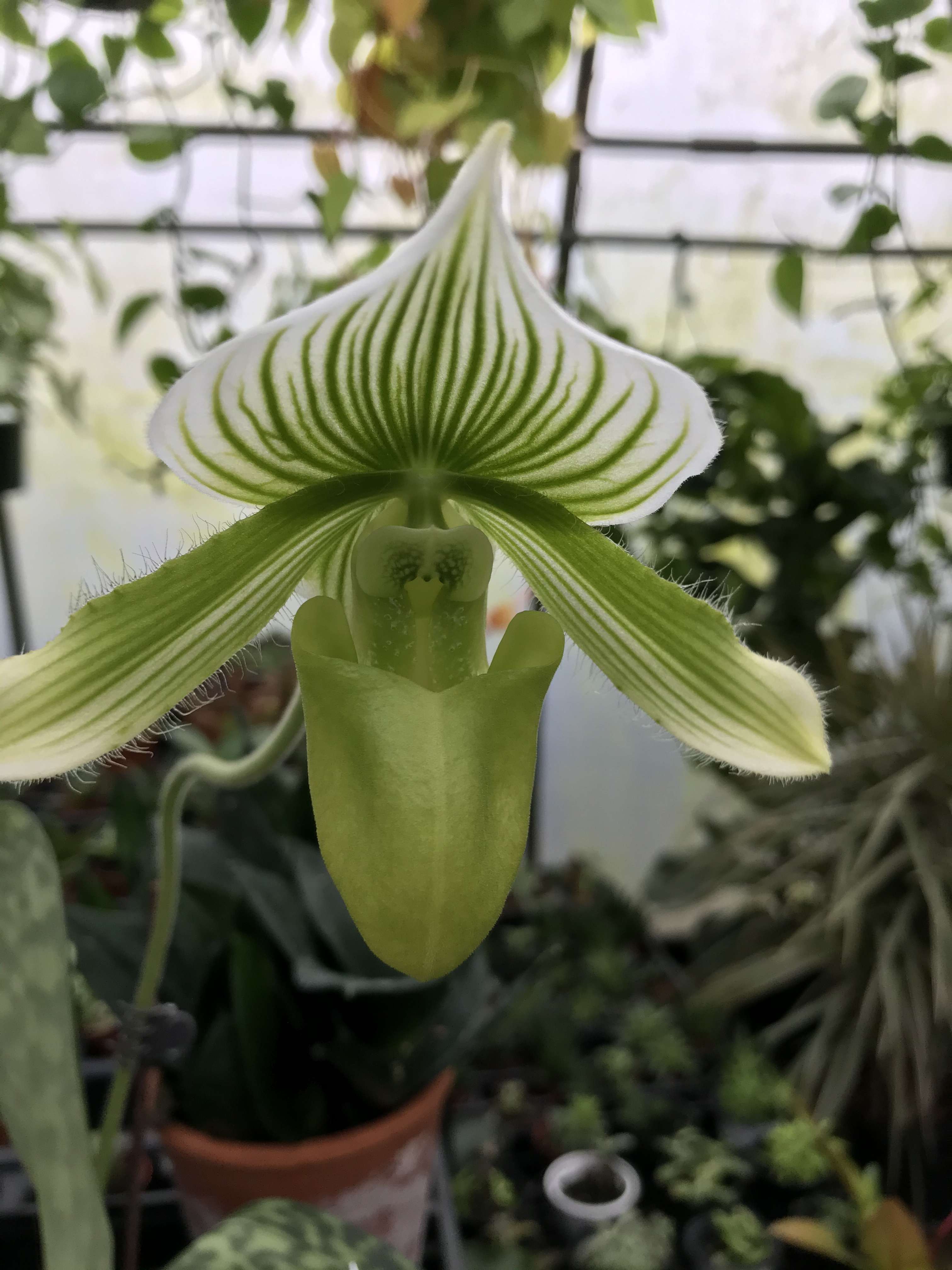 Air Purifying and Exotic Plants