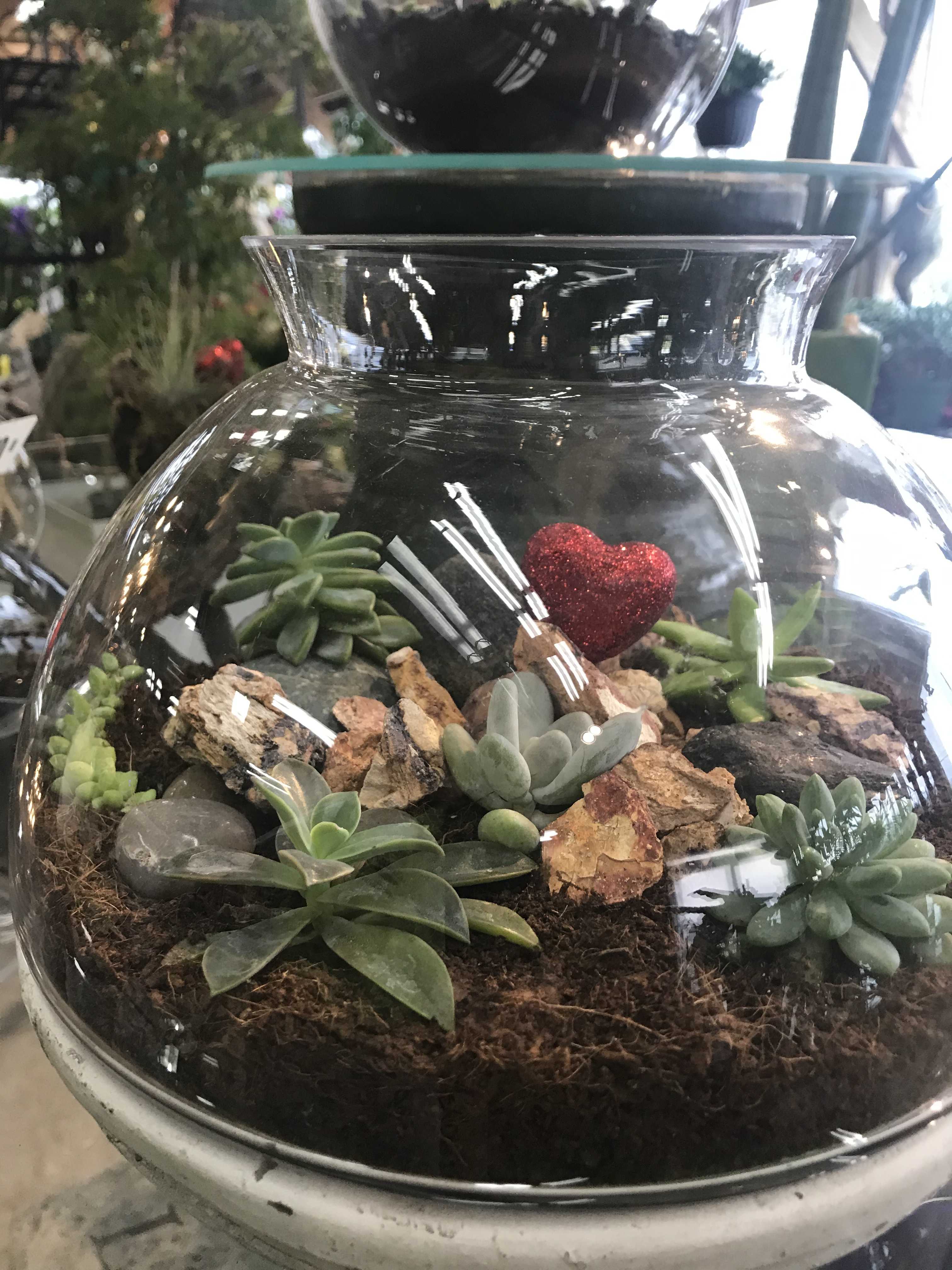 Valentine’s Terrariums