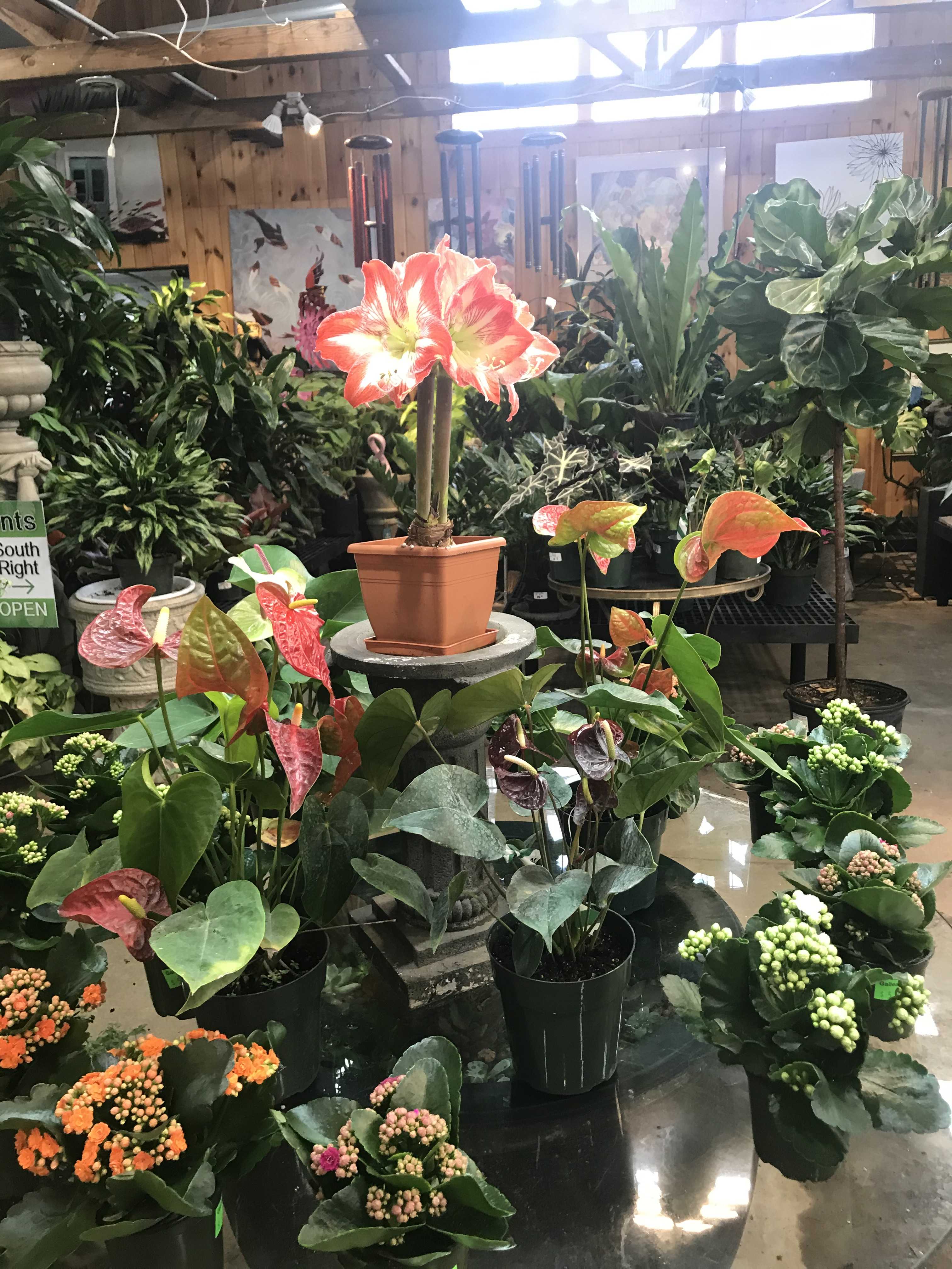 Flowering Plants for Valentine’s