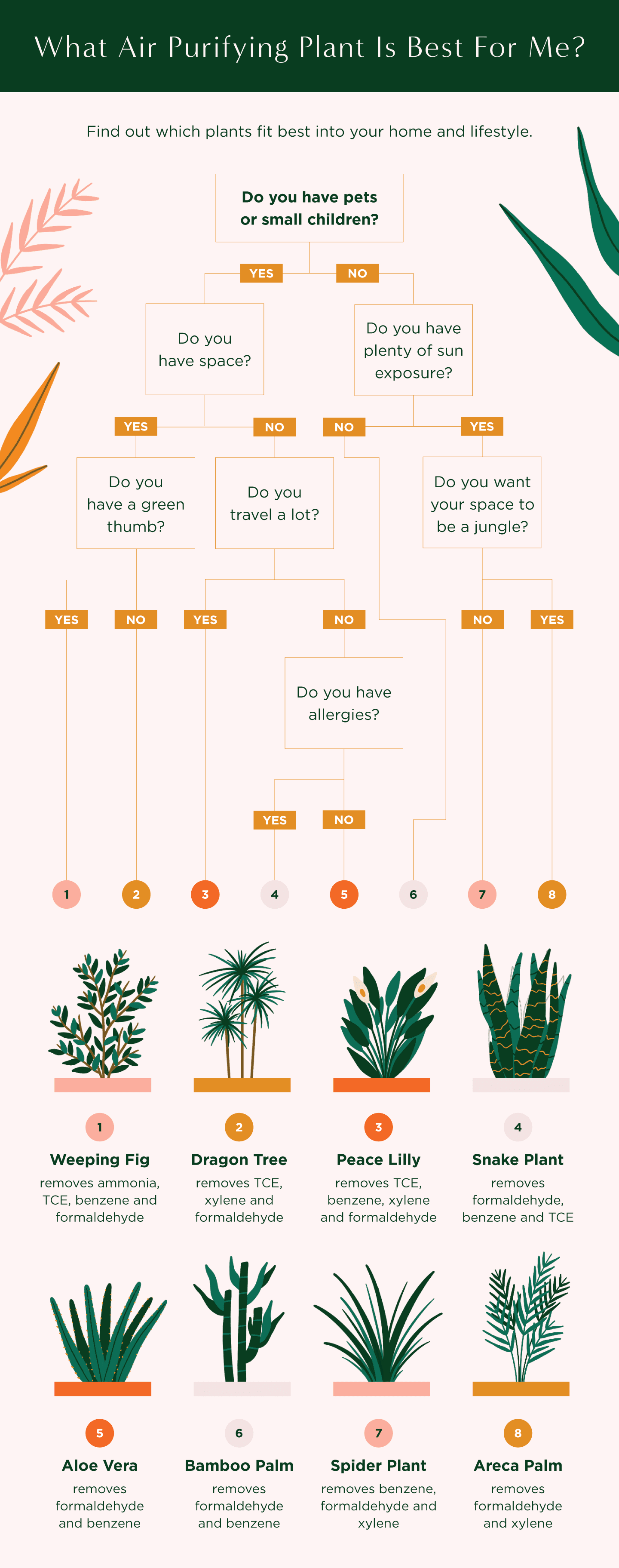 Air Purifying Plants To Boost Your Health