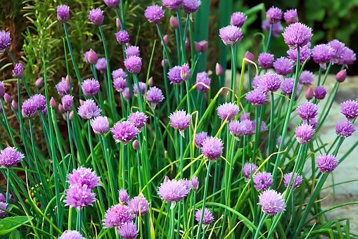 10 Easy To Grow, Edible Plants For Your Garden
