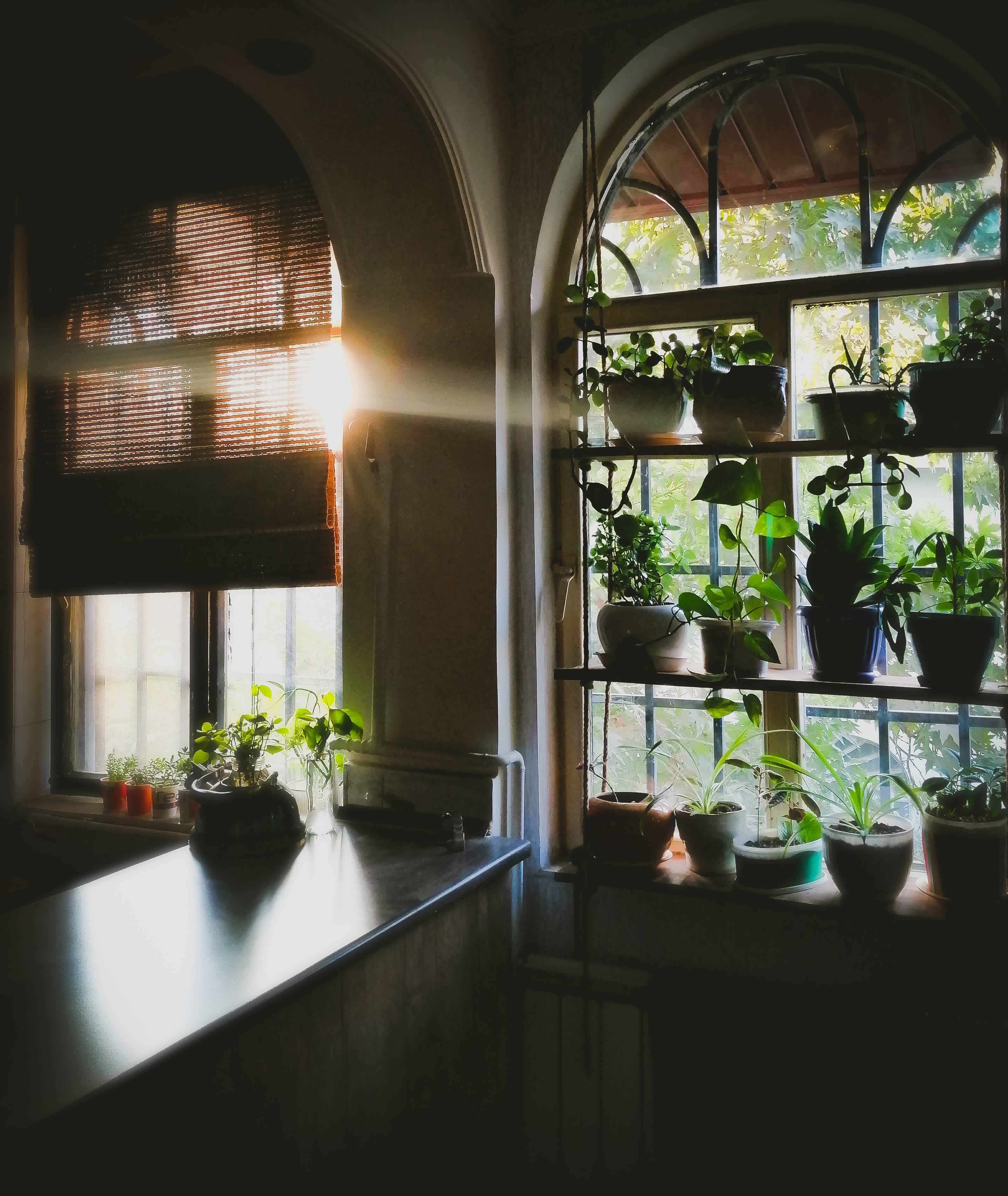 7 Edible Plants You Can Grown In Your Garage