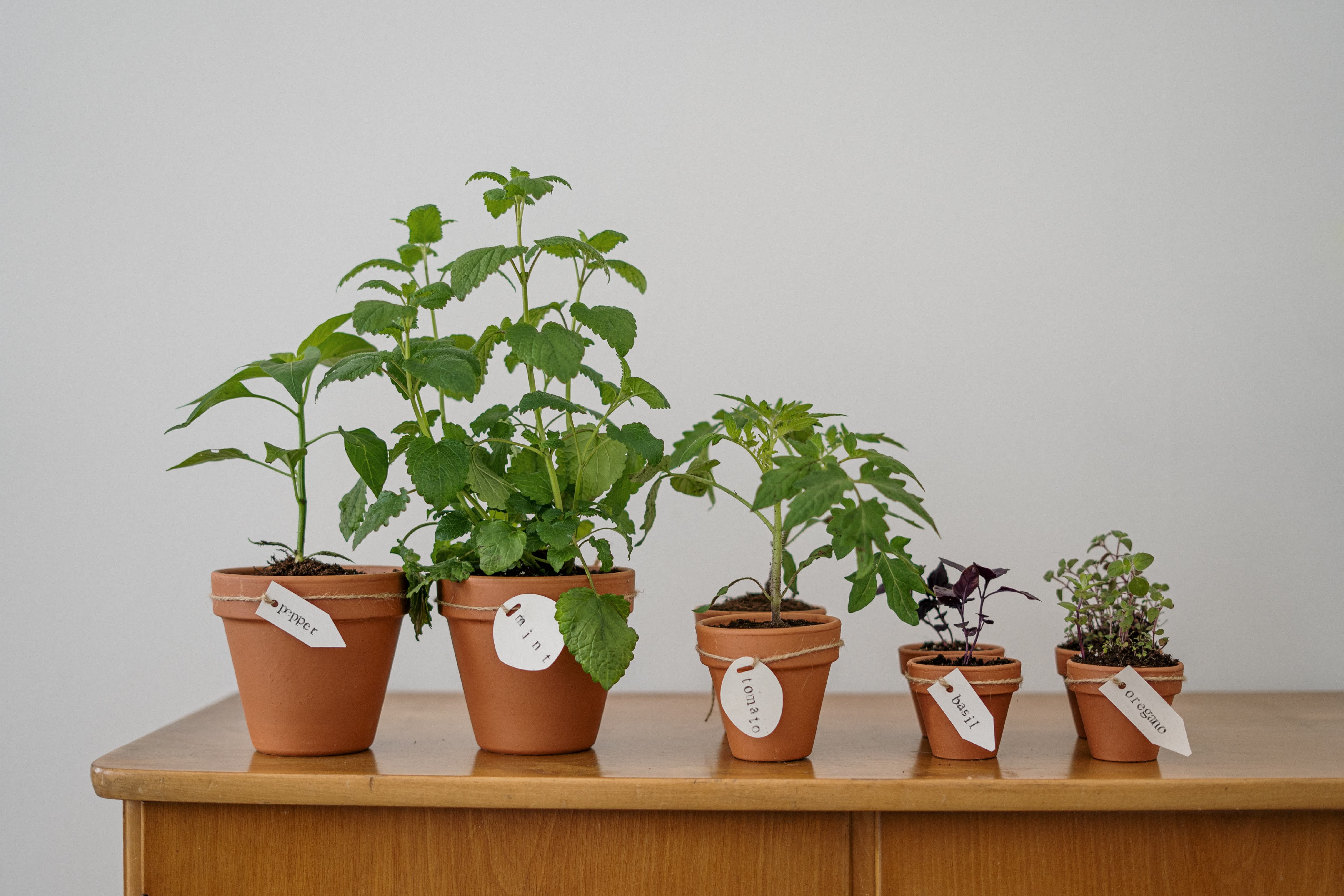How to Set Up an Herb Garden in Your Home