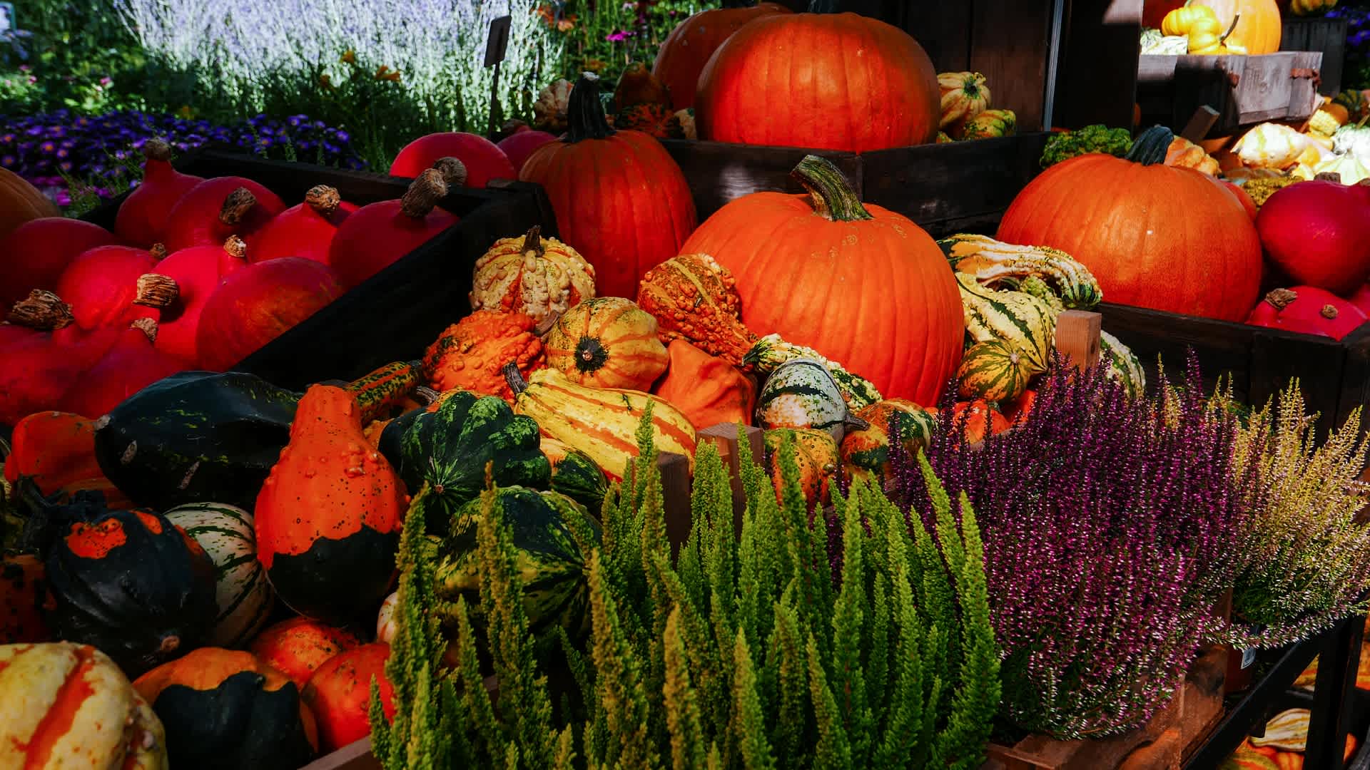 Tips for Fall Garden Maintenance