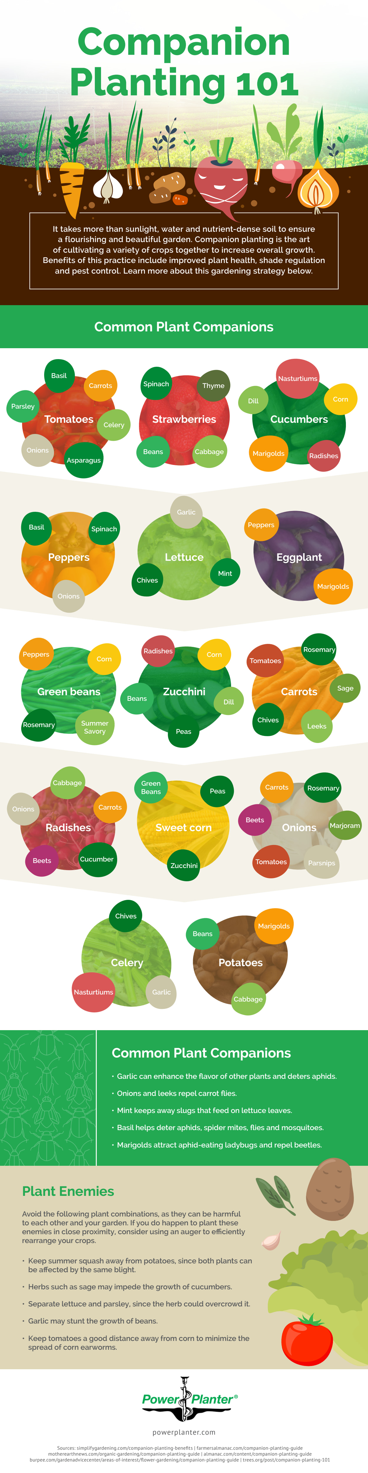 Companion Planting 101