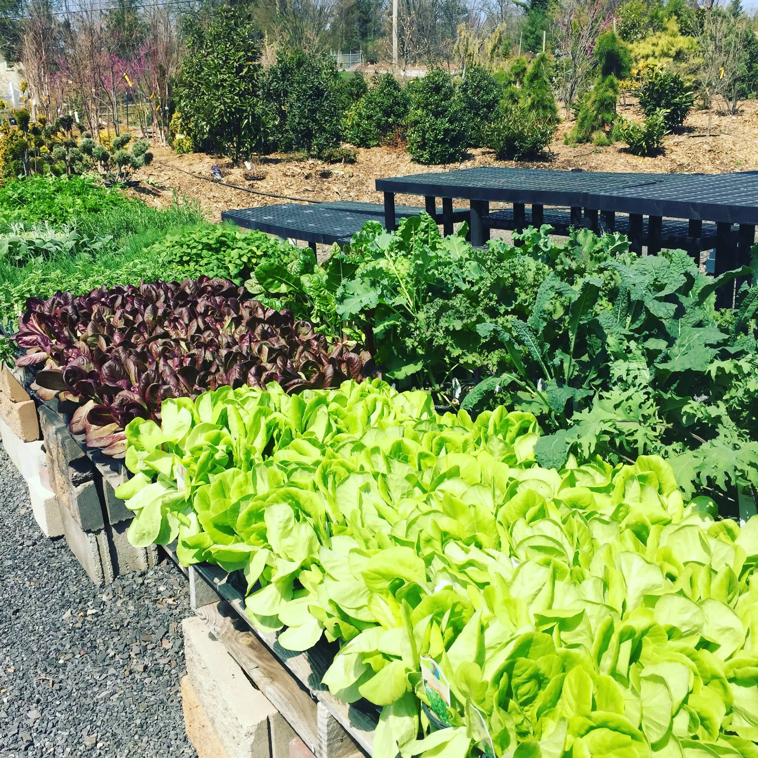 Getting the Most Bang for your Buck in Small Gardens