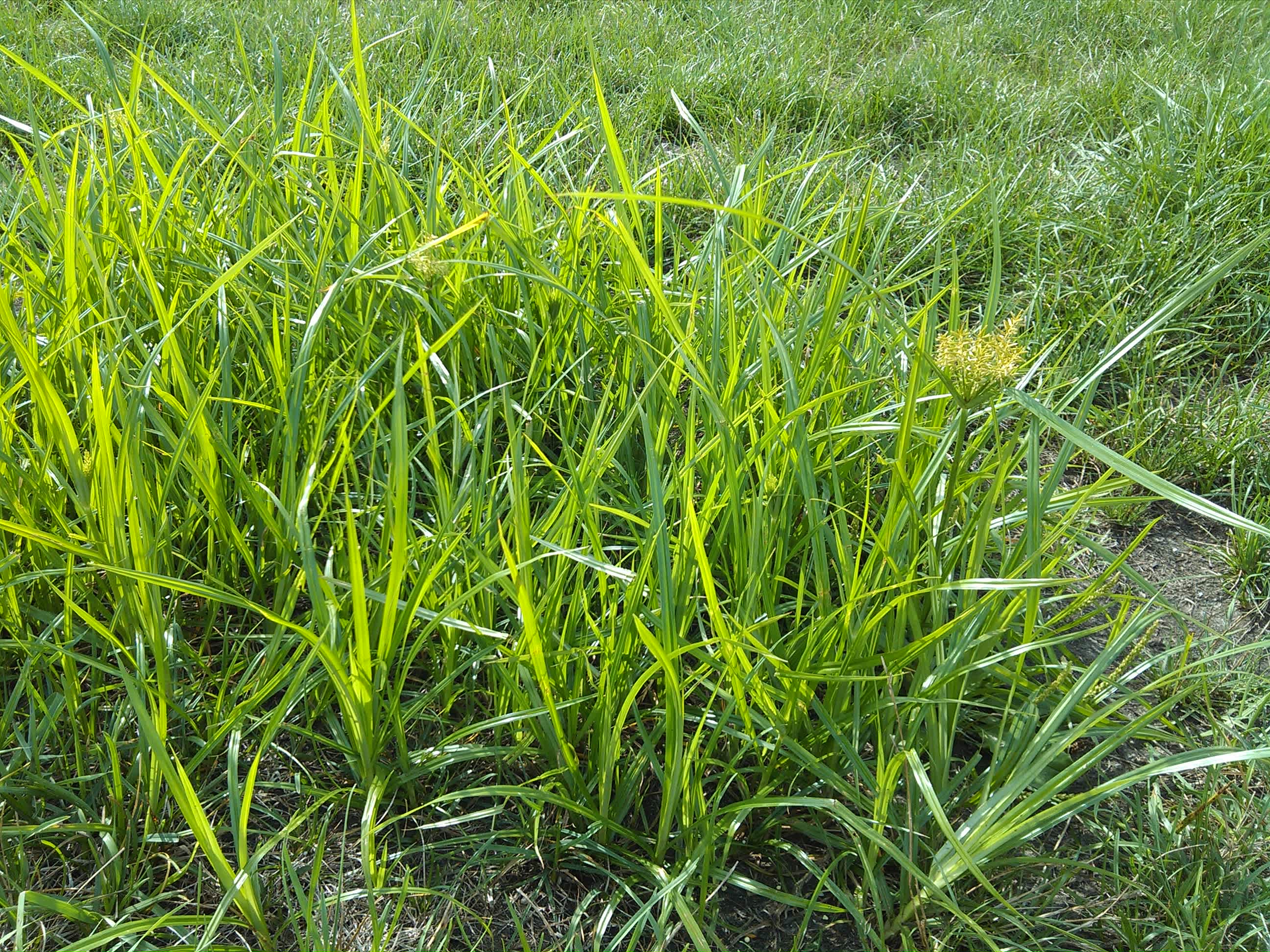 OH My Weeds...I mean My Lawn!
