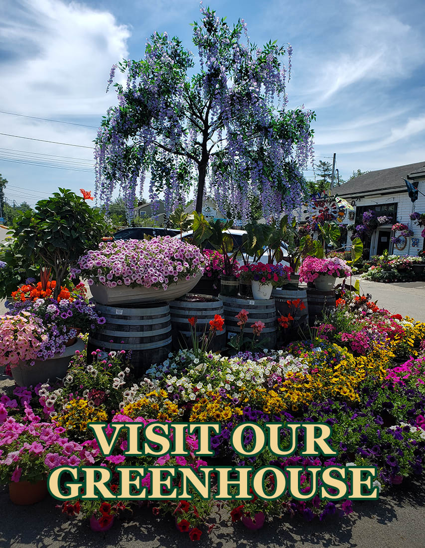 Cohasset Florist Flower Delivery by Cohasset Village Greenery Florist