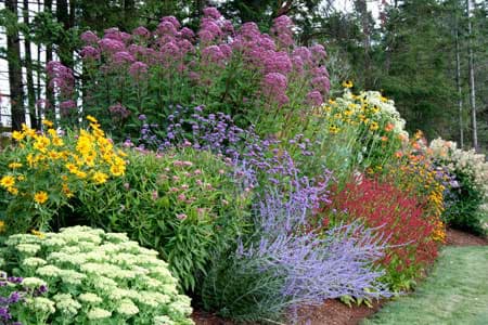 perennials