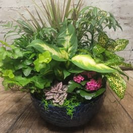 Success with Indoor Plants