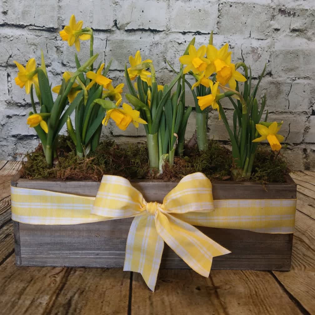 Spotlight on Daffodils