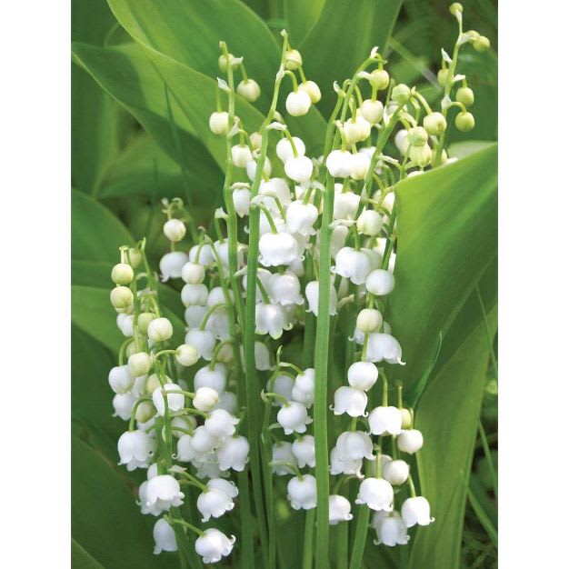 Spotlight on Lily of the Valley