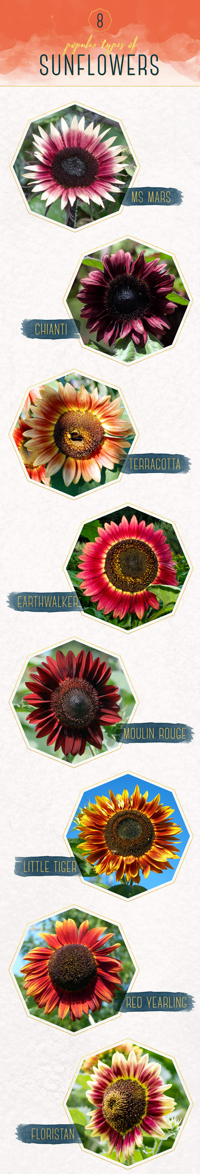 Different Types Of Sunflowers Blog Twinbrook Floral Design