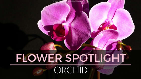 Spotlight: Orchid