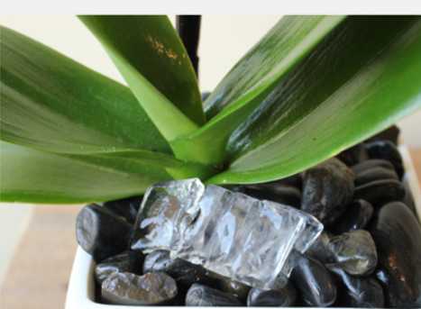 Phalaenopsis Orchid Care Instructions