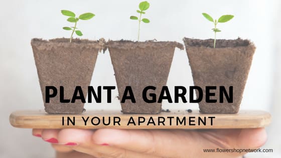 Plant a Garden in Your Apartment