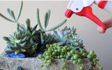 Succulent Care Instructions