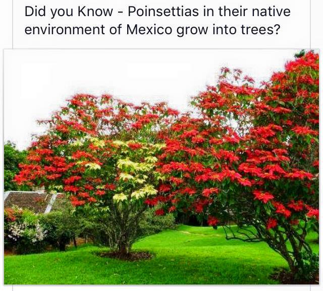 Poinsetta Trees!!!