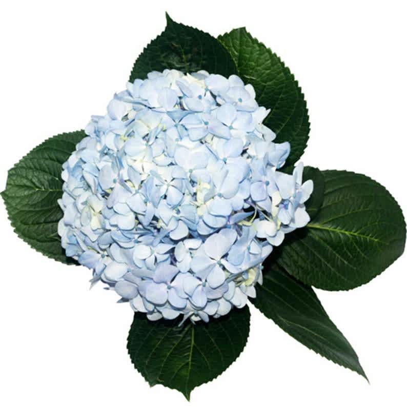 Make Your Hydrangeas Last!