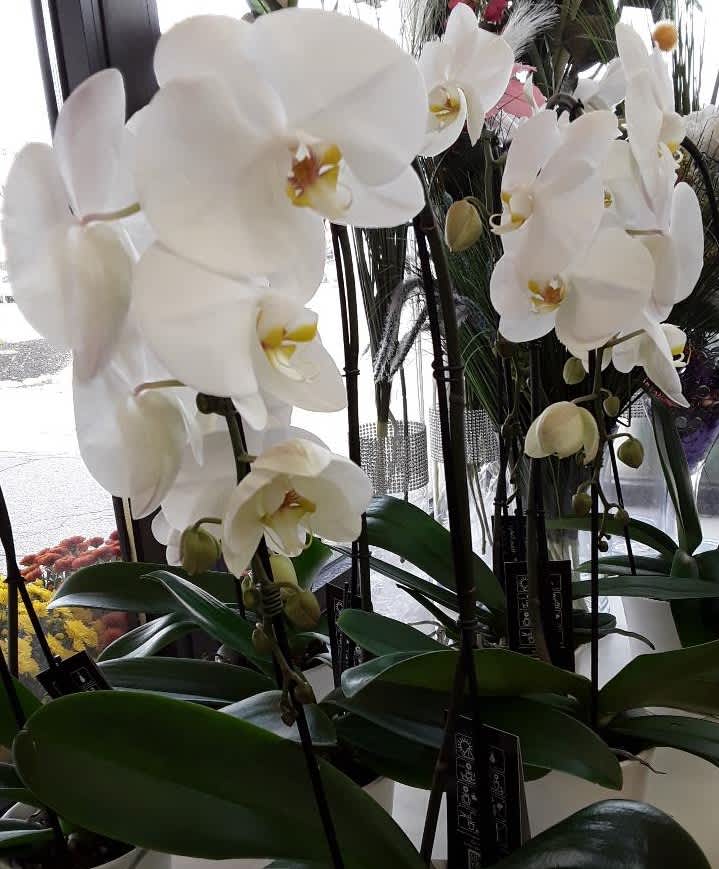 Best Orchids Ever