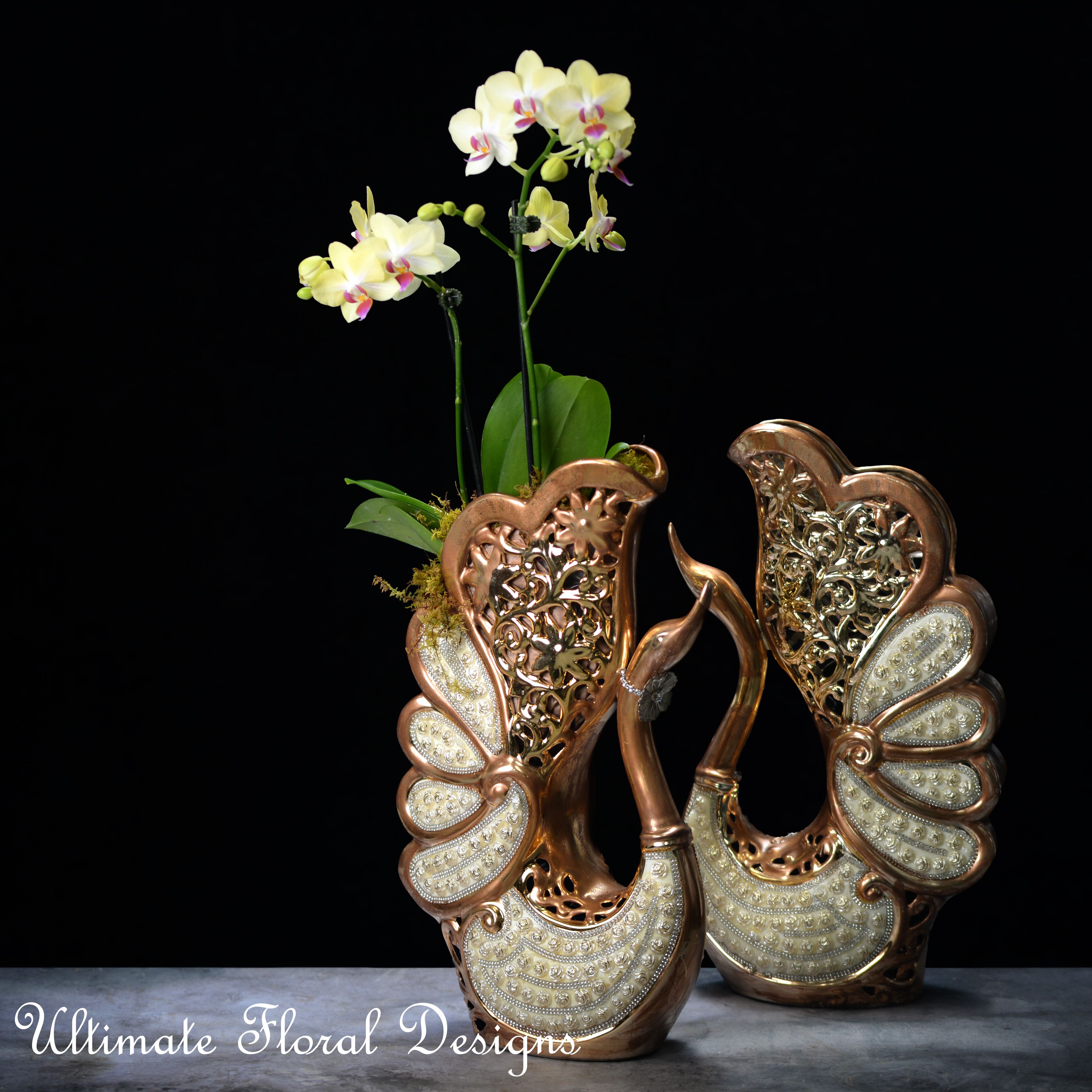  Orchid Elegance in Every Petal 