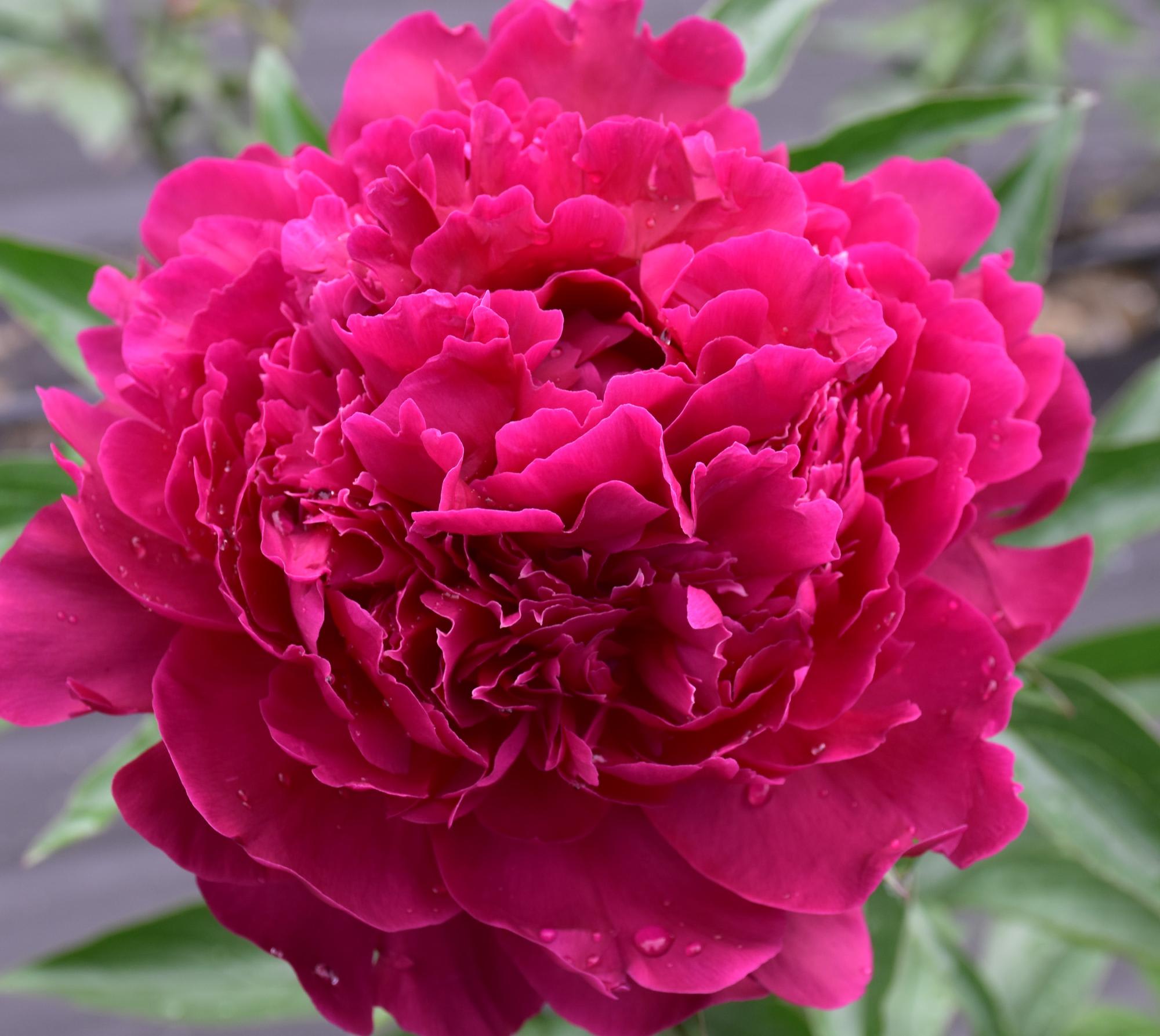 Denali Peonies
