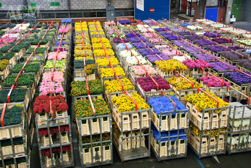 Wholesale Flowers Dutch Petals Inc