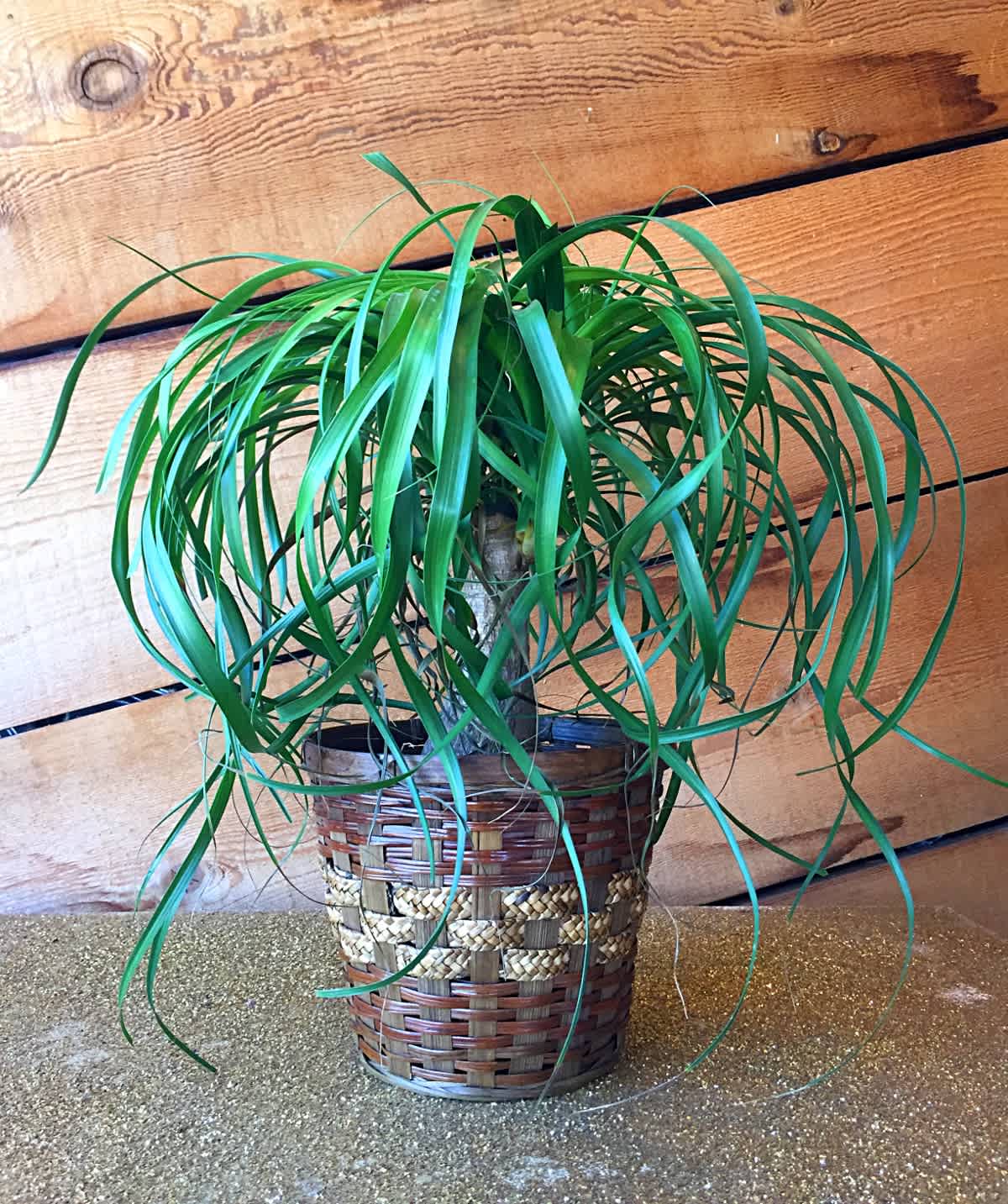The Ponytail Palm: Unique Low Maintenance Houseplant