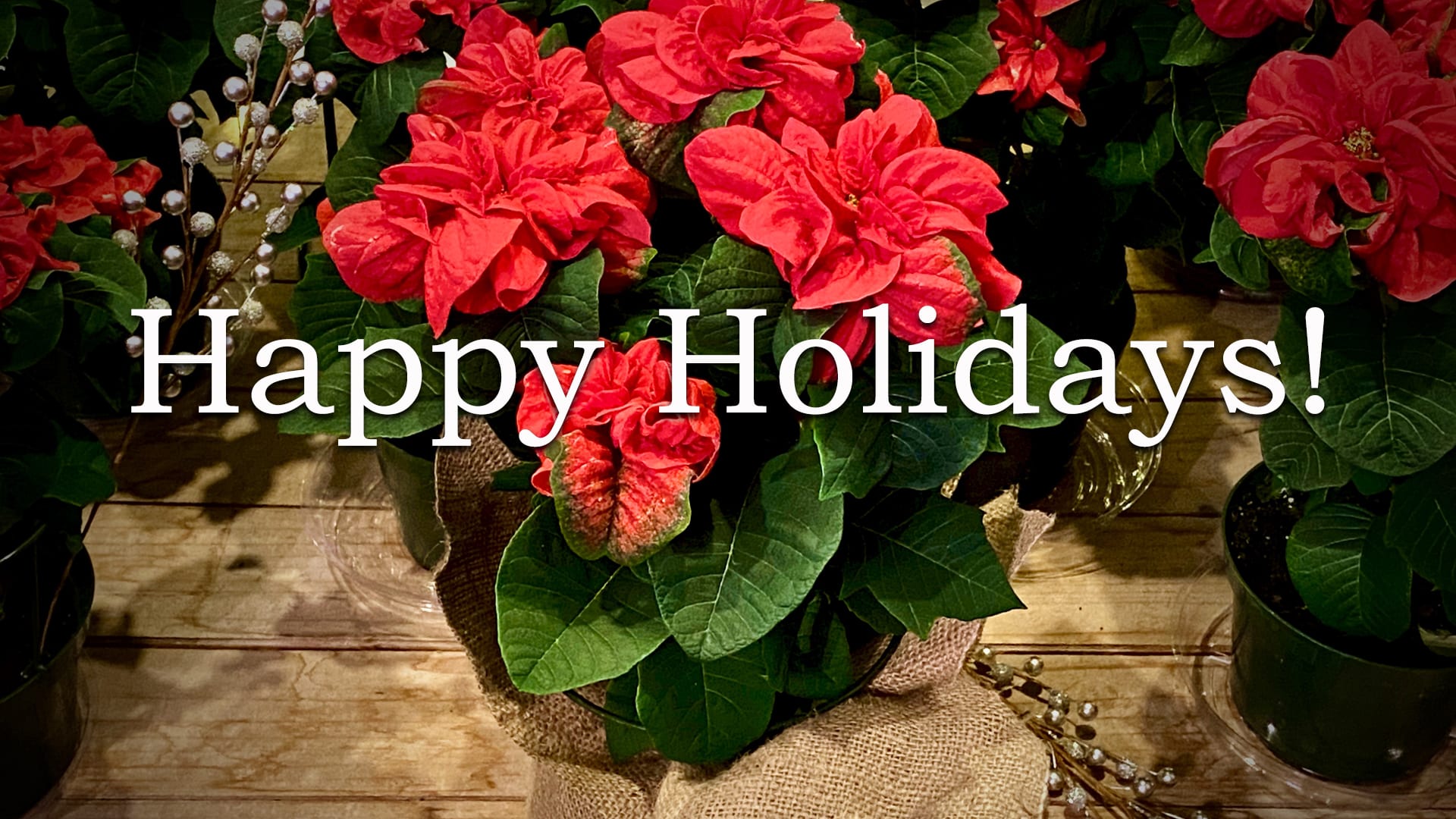 Kingston Florist Flower Delivery by Petalos Floral