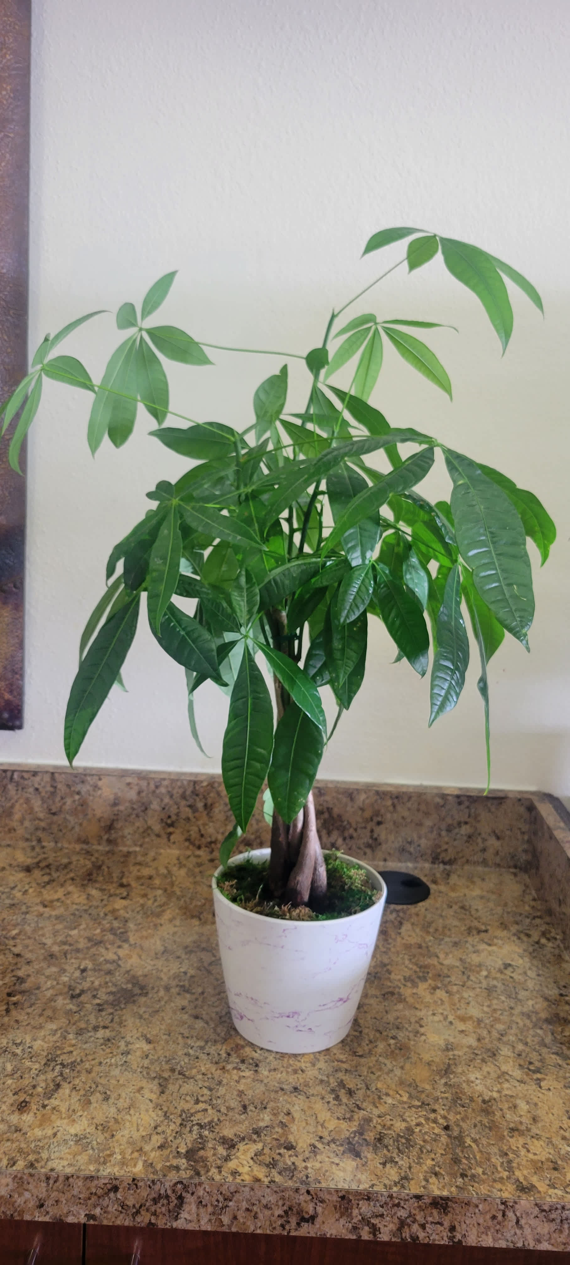 Unique Plants for Home