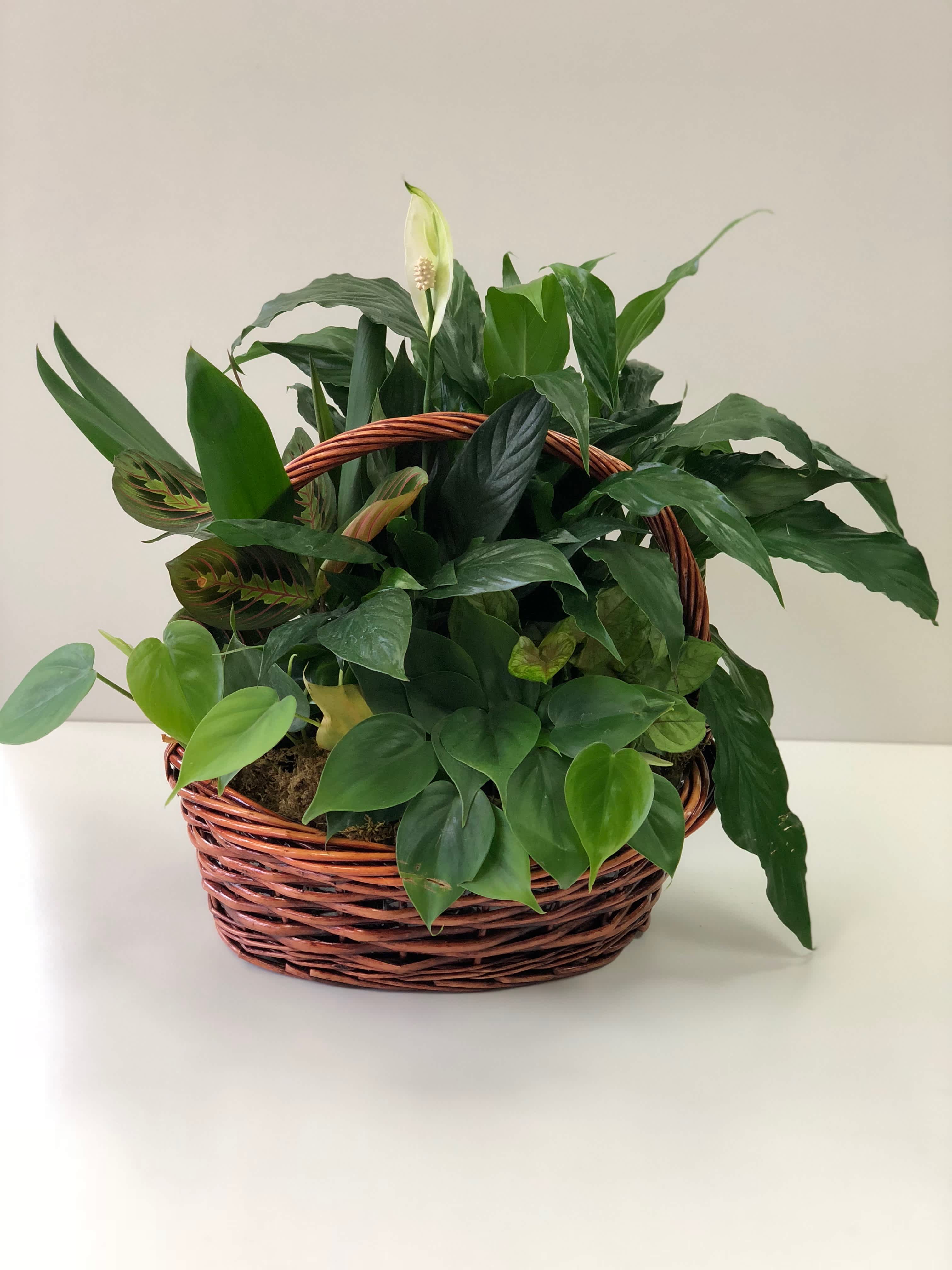 Something for Mom this Mother’s Day