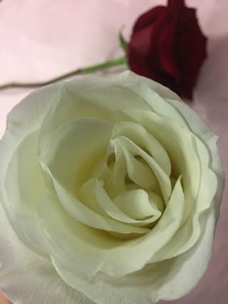 Administrative Professionals Day at Flowers By Rose