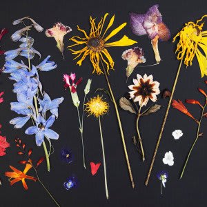 How To Dry Flowers Blog Flamenco Flowers