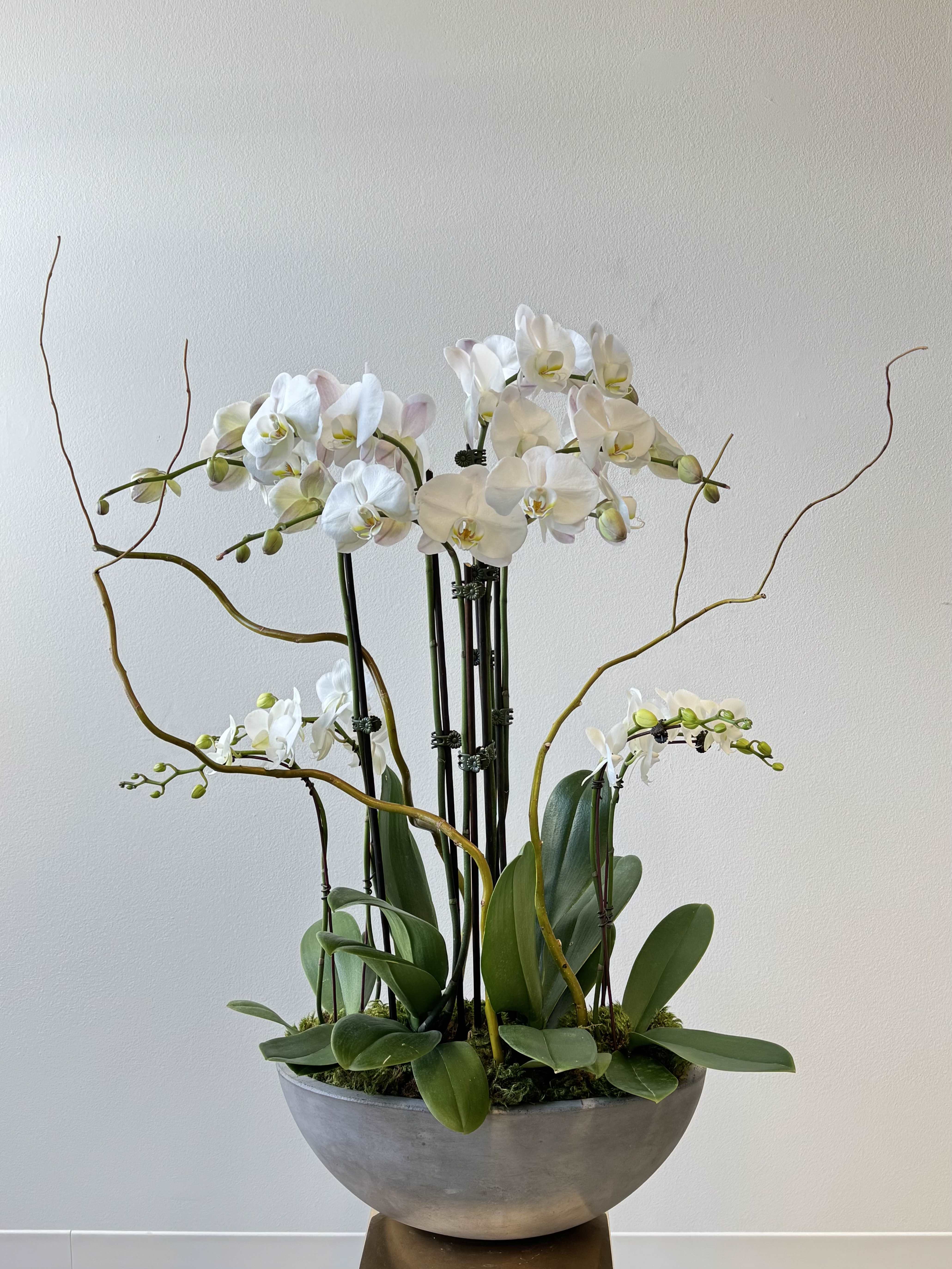 Orchids: A Symbol of Timeless Elegance