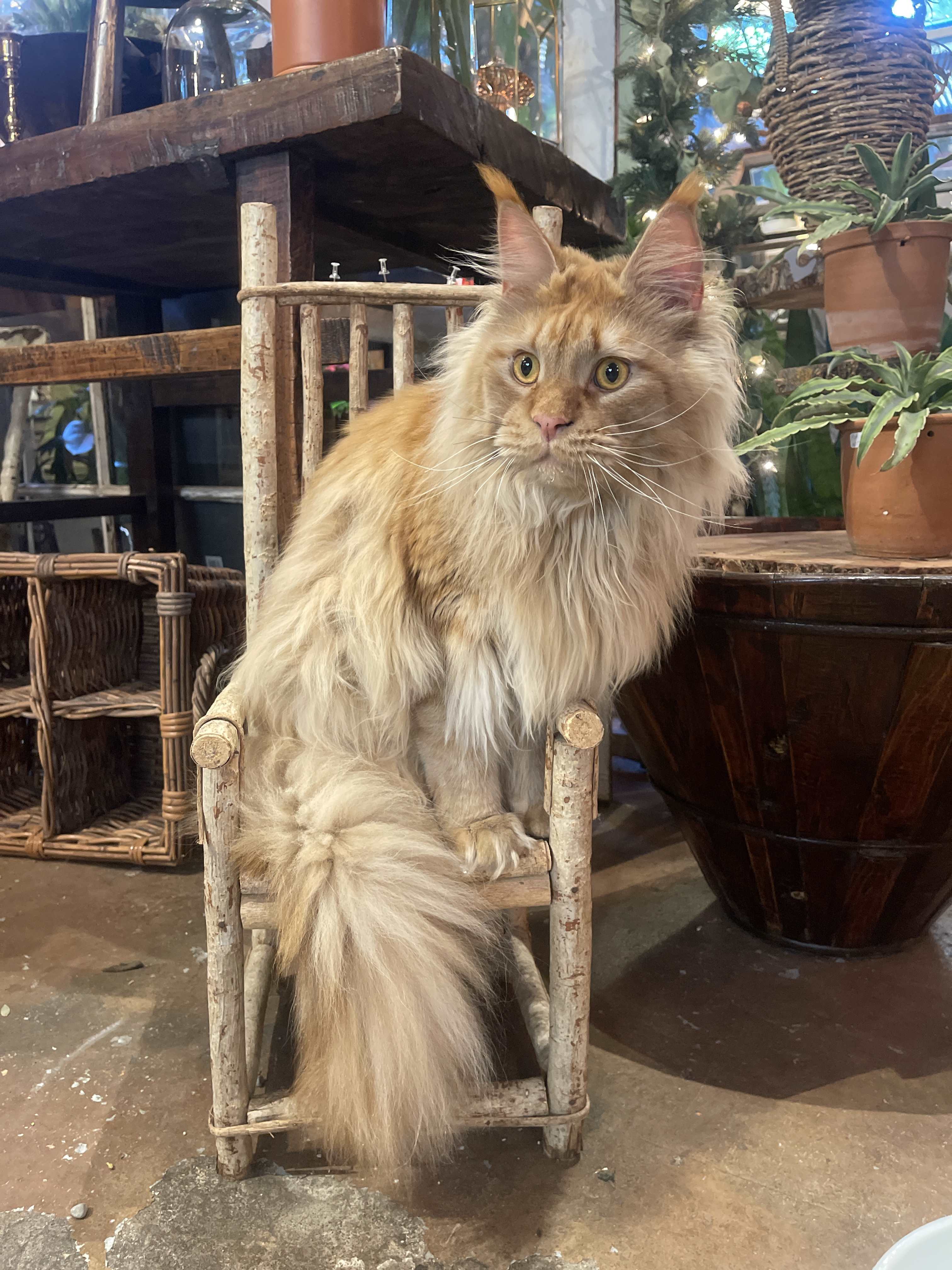 Our Shop Cat Ren