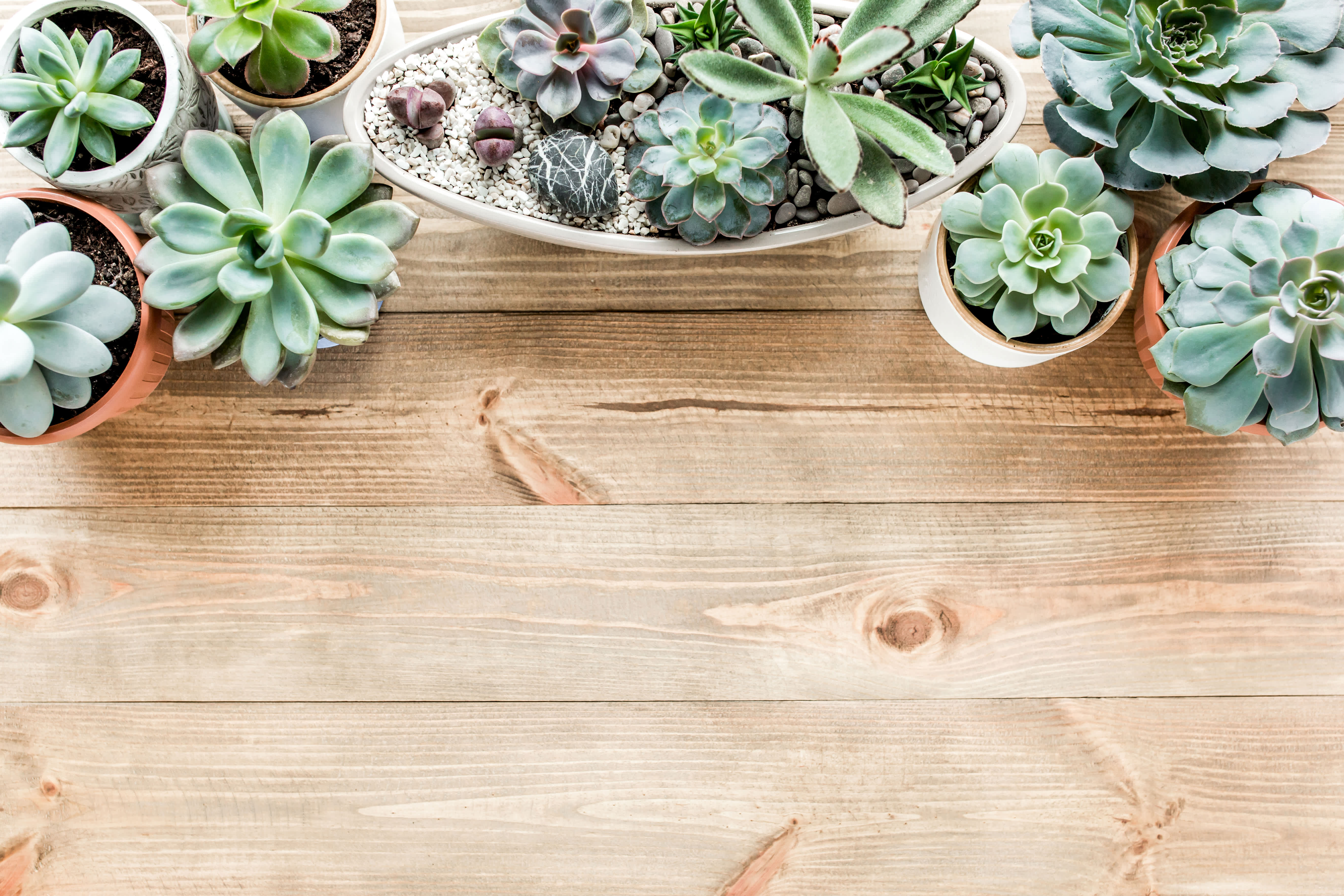 Caring for Succulents