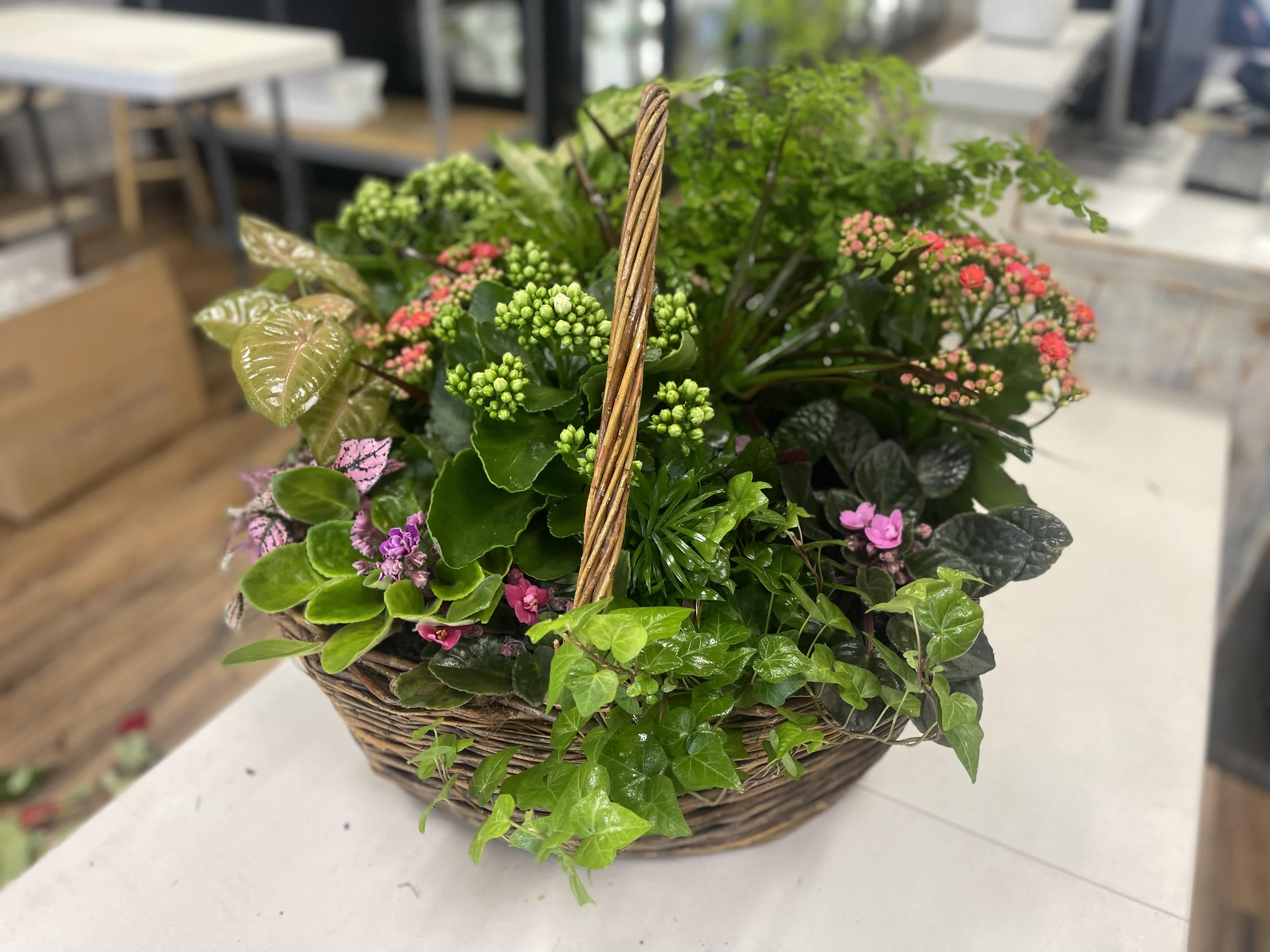 Keeping Your Plants Healthy
