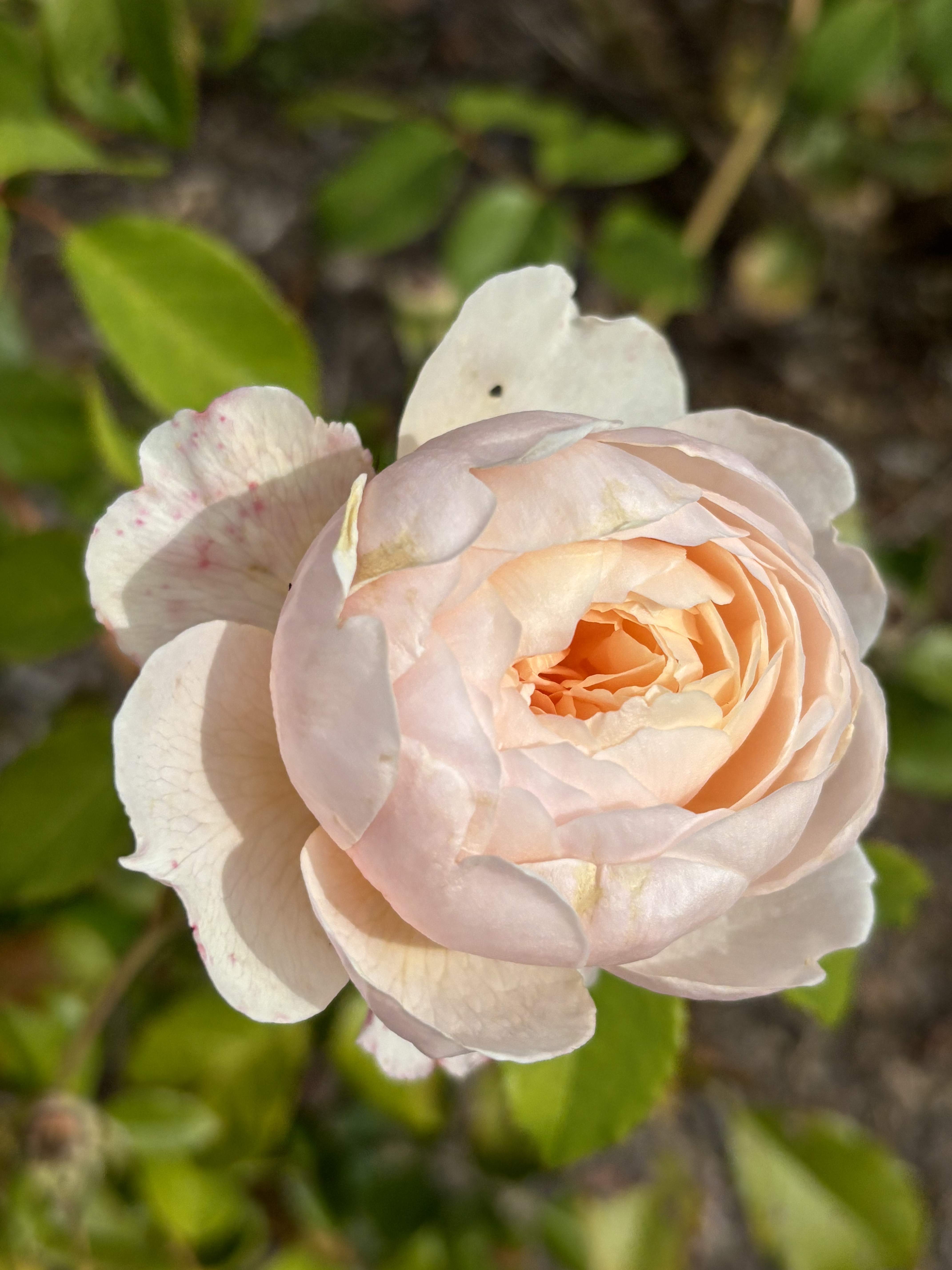 A Florist's Guide to Photographing Flowers