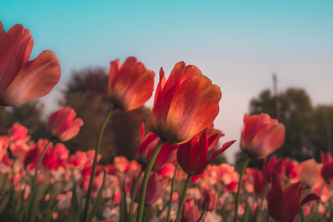 Florals? For Spring? Groundbreaking. Blog ACME Floral Co.