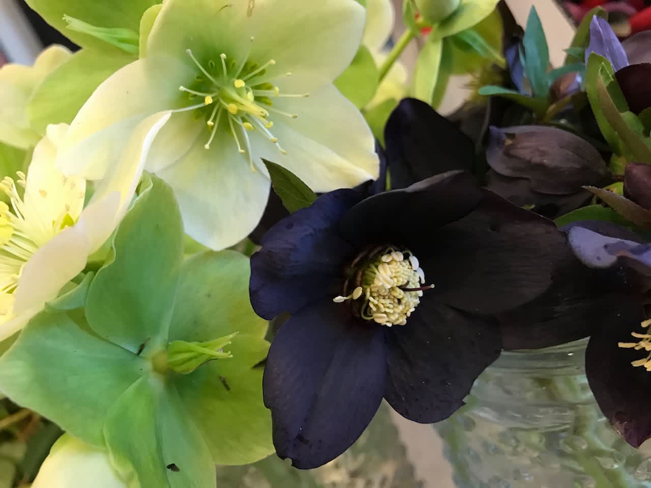 The Hellebores In Our Cutting Garden