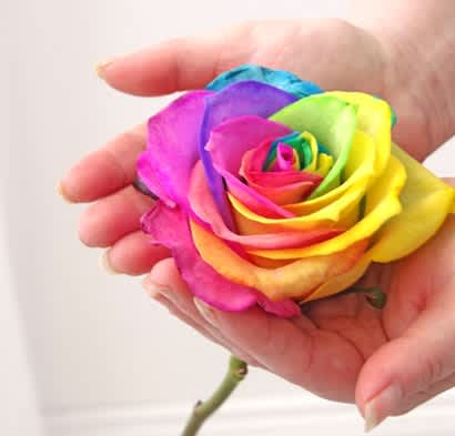 Rainbow Roses! 