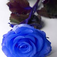 VALENTINES FLOWERS AMAZING COLORED ROSES 